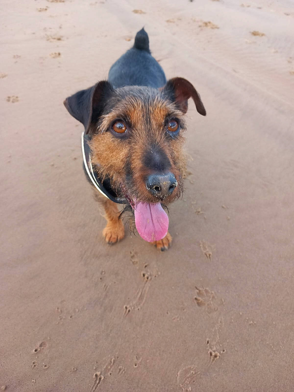 Albert is registered to the contest to win money with this photo: beach, canidae, carnivore, collar, companion_dog, dog, dog_breed, fawn, landscape, paw, pet_supply, road_surface, sand, shadow, snout, soil, sporting_group, terrier, working_animal, working_dog