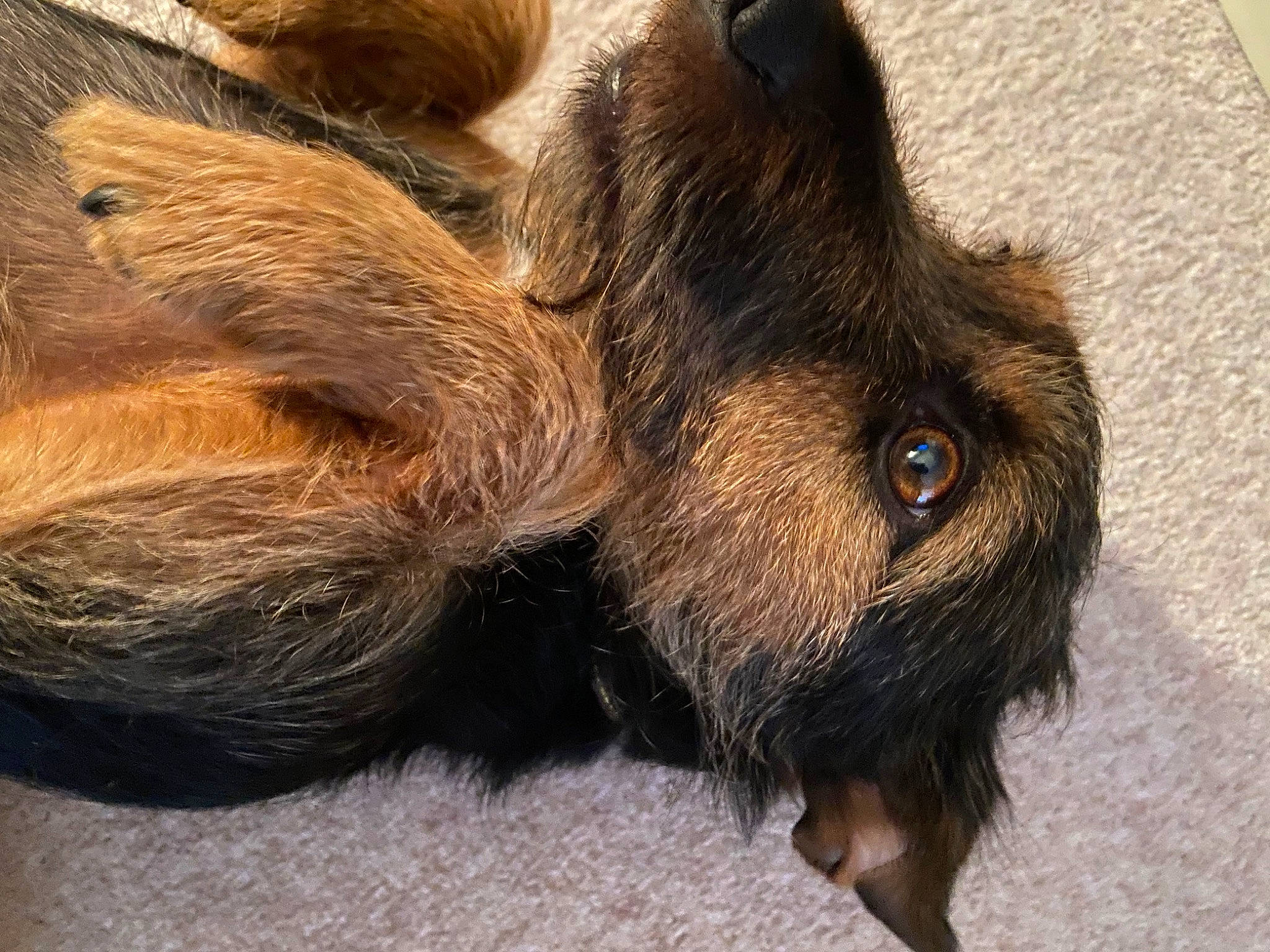 Albert is registered to the contest to win money with this photo: canidae, carnivore, claw, close_up, companion_dog, dog, dog_breed, fawn, felidae, foot, fur, human_leg, liver, paw, sporting_group, tail, terrestrial_animal, terrier, whiskers, wood