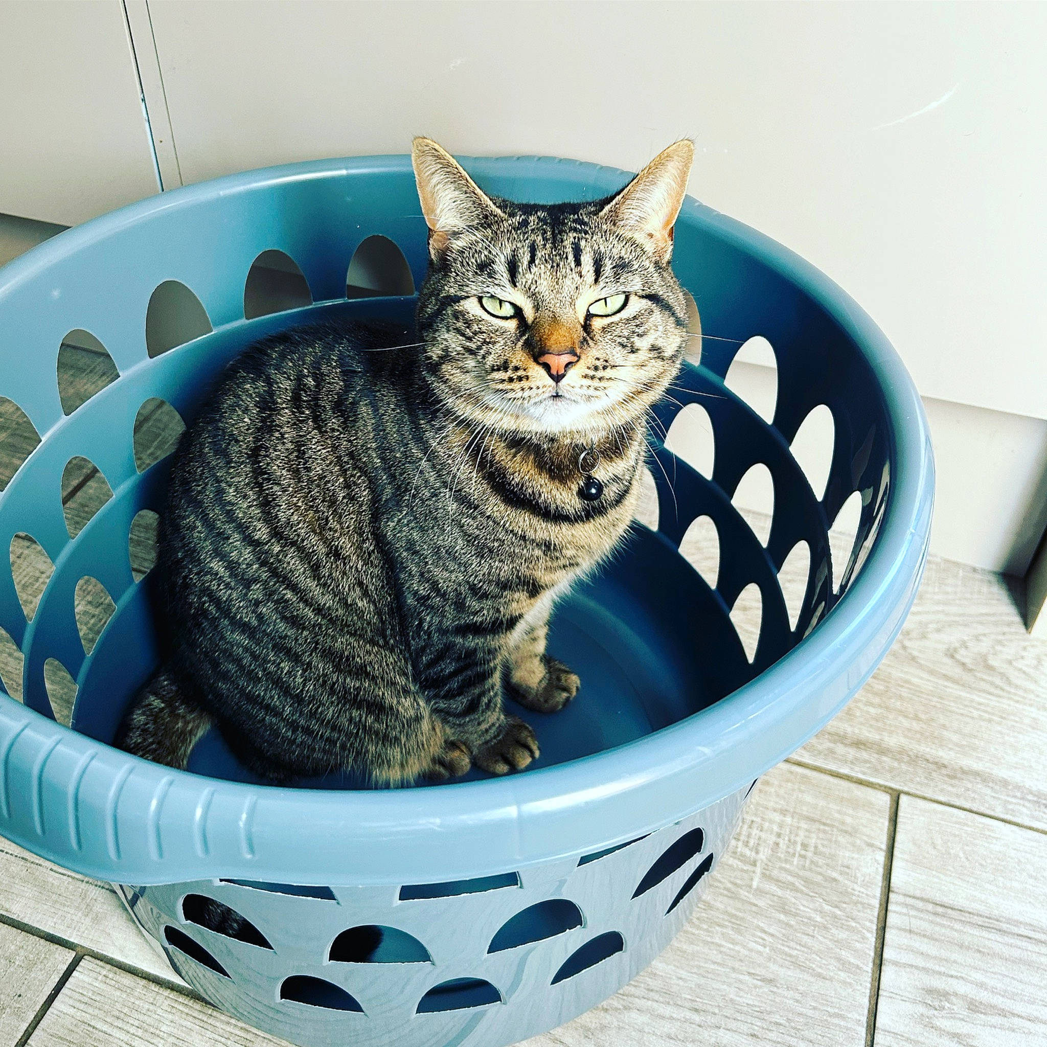 Nala is registered to the contest to win money with this photo: basket, bowl, carnivore, cat, cat_supply, comfort, dishware, domestic_short_haired_cat, felidae, home_accessories, mixing_bowl, paw, pet_food, pet_supply, rectangle, serveware, small_to_medium_sized_cats, tableware, whiskers