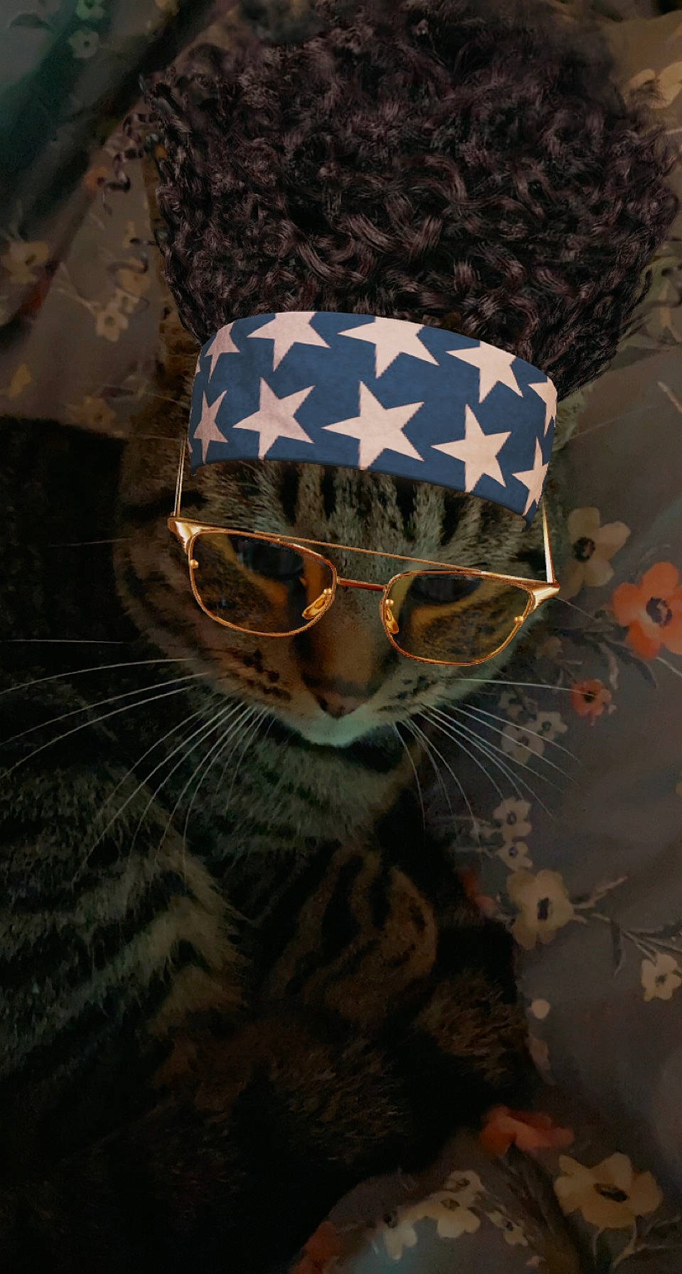 Nala joined the competition — help win amazing prizes! cap, cat, costume_hat, electric_blue, event, eyewear, felidae, flag, flag_of_the_united_states, fur, hat, linens, military_camouflage, military_person, military_uniform, pattern, personal_protective_equipment, sleeve, small_to_medium_sized_cats, whiskers
