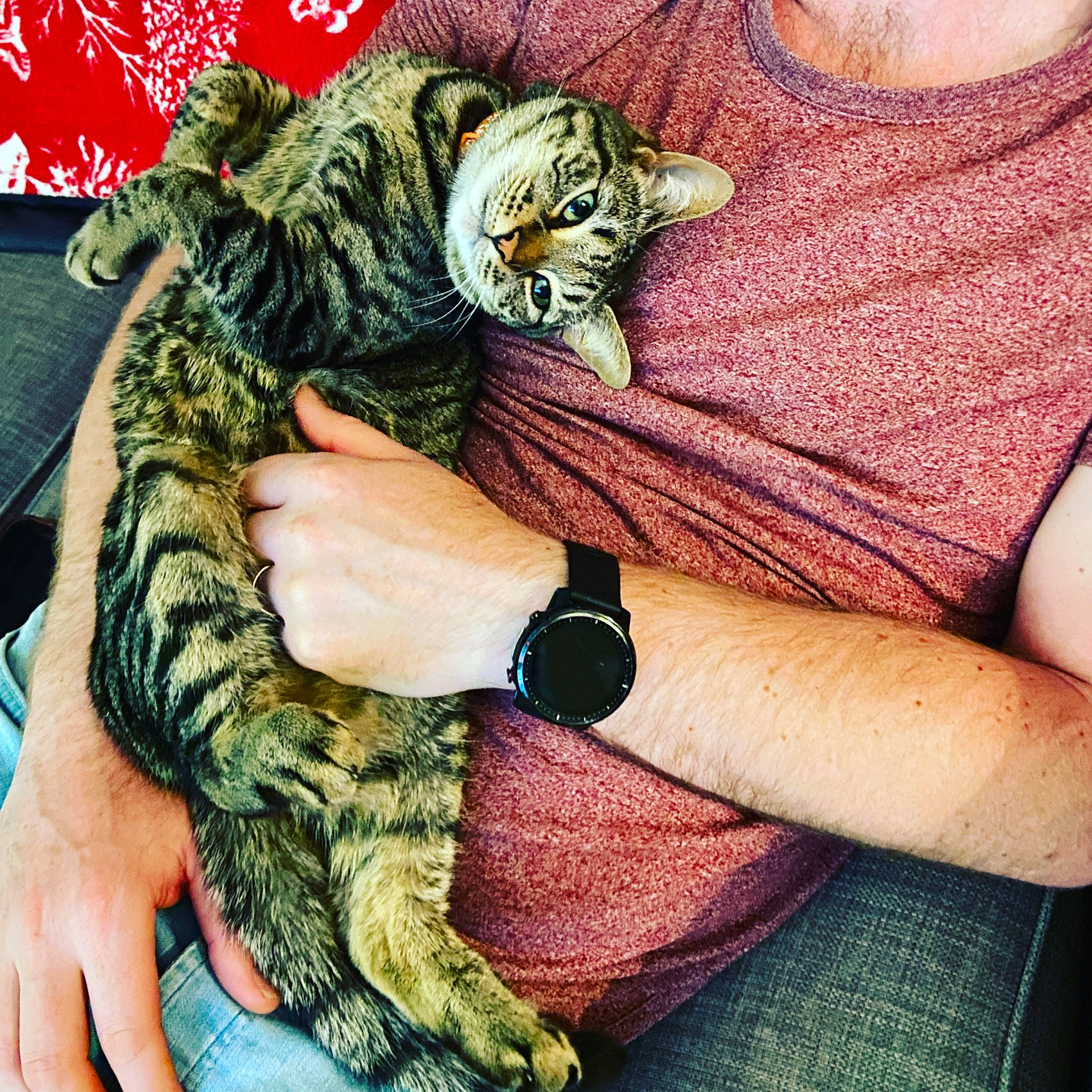 Nala is registered to the contest to win money with this photo: carnivore, cat, comfort, domestic_short_haired_cat, elbow, felidae, finger, fur, grass, hand, mammal, nail, pattern, sleeve, small_to_medium_sized_cats, thumb, vertebrate, watch, whiskers, wrist