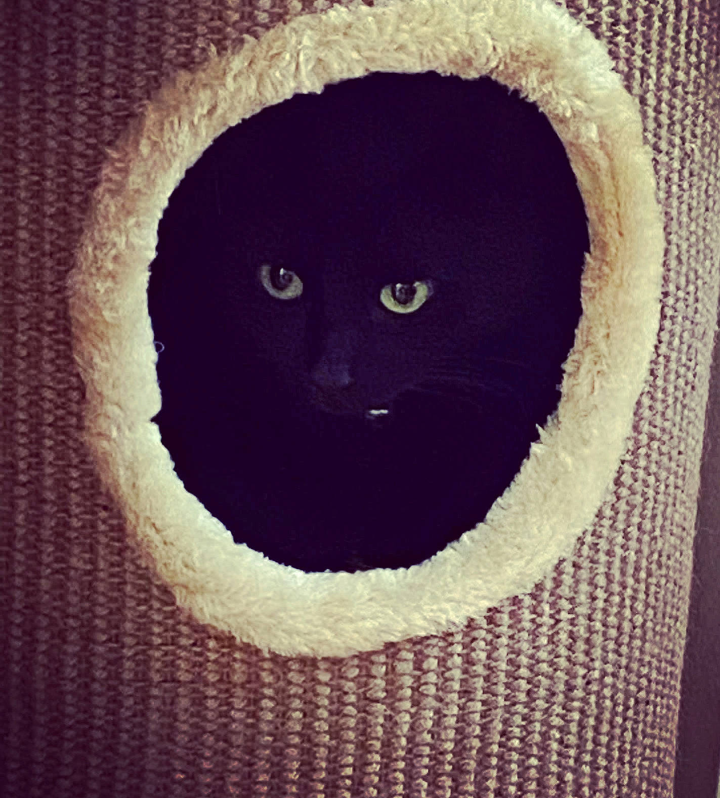 Bella is registered to the contest to win money with this photo: black_cat, carnivore, cat, cat_bed, cat_supply, circle, felidae, font, fur, grey, pet_supply, rectangle, small_to_medium_sized_cats, snout, square, tail, tints_and_shades, visual_arts, whiskers, window
