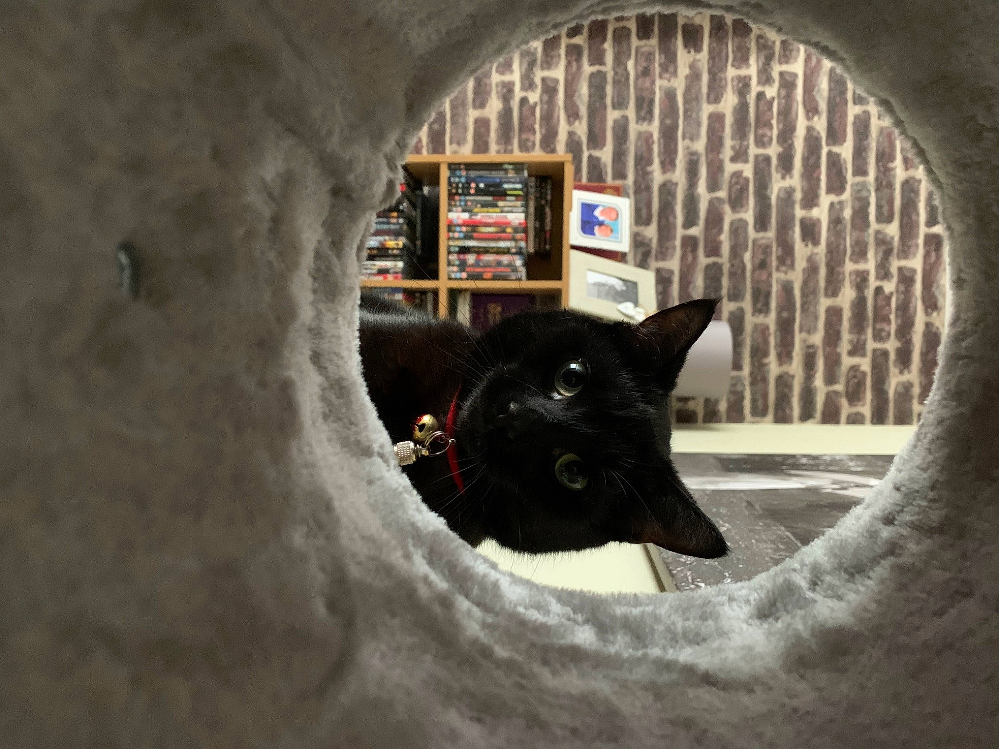 Bella is registered to the contest to win money with this photo: building, canidae, carnivore, circle, darkness, dog, dog_breed, domestic_short_haired_cat, felidae, fur, helmet, room, sculpture, small_to_medium_sized_cats, snow, sporting_group, terrestrial_animal, whiskers, winter, working_animal