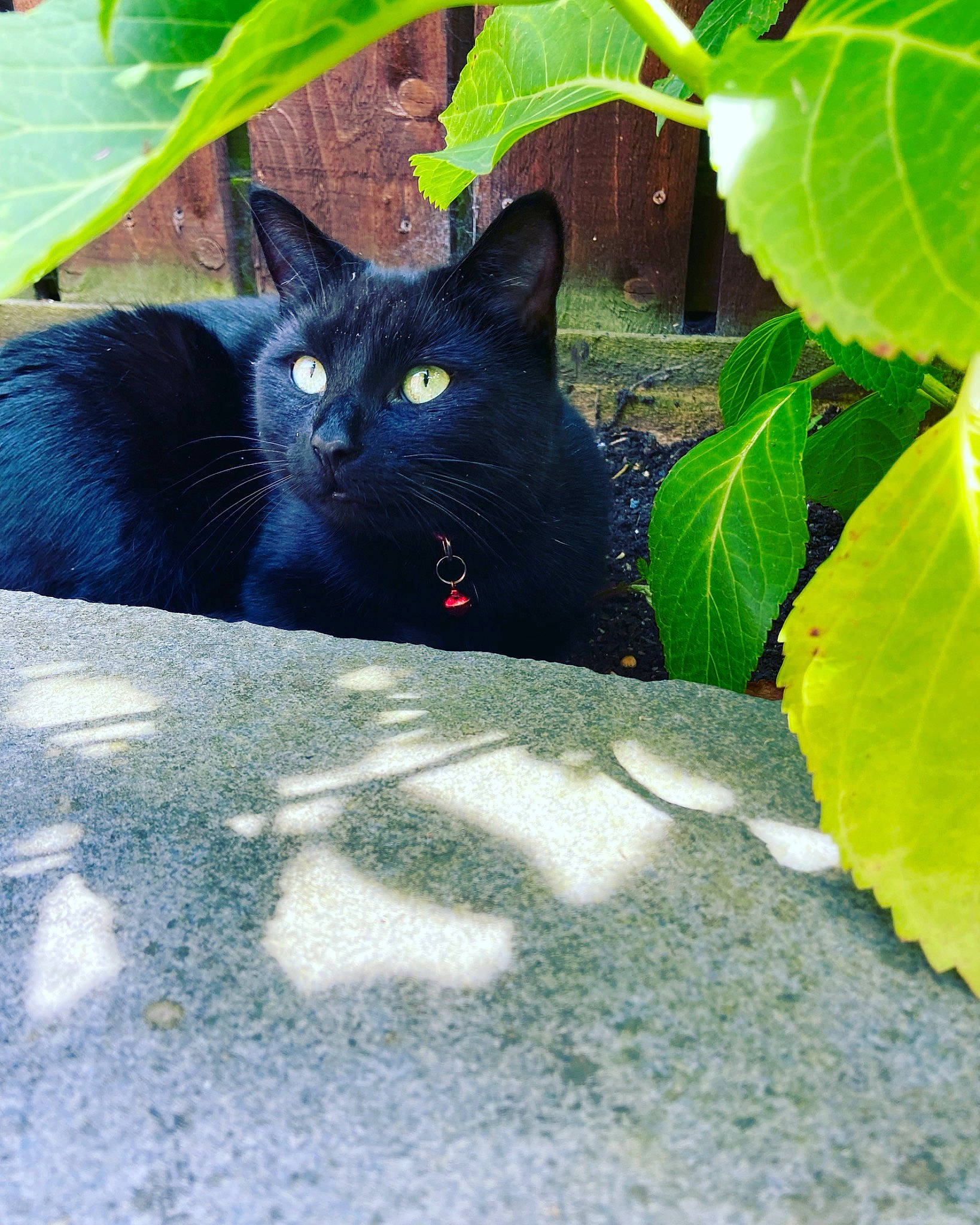 Bella joined the competition — help win amazing prizes! black_cat, bombay, carnivore, cat, domestic_short_haired_cat, felidae, flowering_plant, fur, grass, leaf, plant, road_surface, shadow, small_to_medium_sized_cats, tail, terrestrial_animal, tints_and_shades, tree, twig, whiskers