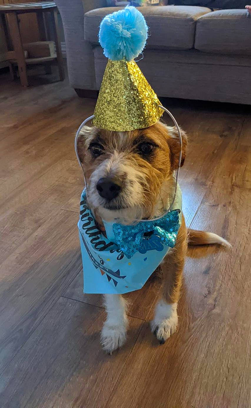 Max joined the competition — help win amazing prizes! blue, carnivore, companion_dog, cone, costume_hat, couch, dog, dog_breed, dog_clothes, dog_supply, fawn, floor, flooring, hardwood, hat, headgear, party_hat, sunglasses, toy_dog, wood