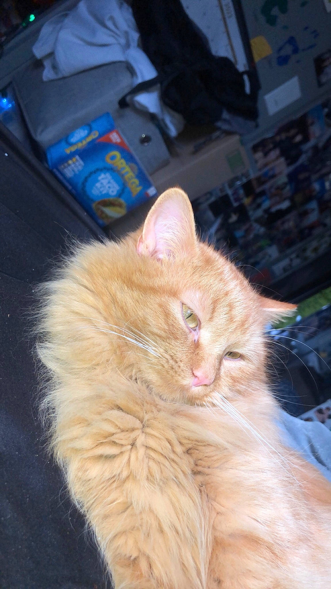 Copper joined the competition — help win amazing prizes! carnivore, cat, claw, domestic_short_haired_cat, electric_blue, event, fawn, felidae, fur, paw, plastic_bag, small_to_medium_sized_cats, snout, tail, whiskers