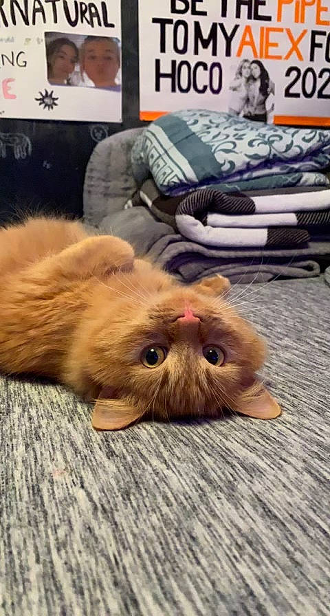 Copper joined the competition — help win amazing prizes! bag, canidae, carnivore, cat, comfort, companion_dog, dog_breed, eye, fawn, felidae, flooring, fur, hardwood, paw, small_to_medium_sized_cats, snout, sporting_group, terrestrial_animal, whiskers, wood