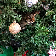 Jose joined the competition — help win amazing prizes! animal, cat, christmas_tree, closeup, curious, decoration, festive, greenery, holiday, holiday_decor, indoor, nature, ornament, peeking, pet, pine_needles, seasonal, sparkle, tabby, tree_skirt