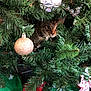 animal, cat, christmas_tree, closeup, curious, decoration, festive, greenery, holiday, holiday_decor, indoor, nature, ornament, peeking, pet, pine_needles, seasonal, sparkle, tabby, tree_skirt