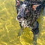 dog, wet, water, shallow_water, heterochromia, blue_eye, brown_eye, canine, outdoor, animal, fur, ears, face, looking_up, sunlight, reflection, nature, pet, portrait, curious