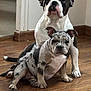 Aria participe au concours pour gagner de l'argent avec cette photo : animal, black_and_white, bulldog, companion, cute, dog, domestic_animal, floor, friendly, grey_spotted, indoors, looking_at_camera, mammal, pet, playful, puppy, sitting, two_dogs, wooden_floor, young_dog