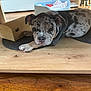 Aria participe au concours pour gagner de l'argent avec cette photo : animal, bed, box, closeup, cute, dog, domestic, floor, fur, indoor, mat, pet, puppy, relax, resting, spot, table, toy, wood, young