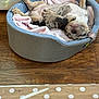 animal, bed, blanket, canine, comfortable, cozy, cute, dog, domestic_animal, fur, indoor, napping, paws, pet_bed, pink, relaxed, resting, sleeping, snout, wooden_floor