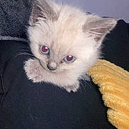 Maminette a rejoint le concours — aidez-le/la à gagner de superbes lots ! kitten, cat, pet, fluffy, blue_eyes, paw, cute, animal, feline, close_up, indoor, soft, young, small, domestic_animal, yellow_blanket, black_clothing, adorable, curious, whiskers