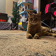 Cardi B And Temu joined the competition — help win amazing prizes! cat, tabby, indoor, carpet, furniture, decor, flag, american_flag, plant, cat_tower, chair, room, home, pet, relaxed, floor, animal, whiskers, ears, paws