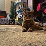 cat, tabby, indoor, carpet, furniture, decor, flag, american_flag, plant, cat_tower, chair, room, home, pet, relaxed, floor, animal, whiskers, ears, paws