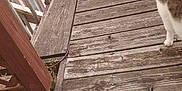 Cardi B And Temu joined the competition — help win amazing prizes! animal, bench, brown, cat, cats, daylight, fence, nature, outdoor, pet, planks, quiet, railing, relaxing, resting, rustic, tail, texture, wood, wooden_porch