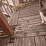 animal, bench, brown, cat, cats, daylight, fence, nature, outdoor, pet, planks, quiet, railing, relaxing, resting, rustic, tail, texture, wood, wooden_porch