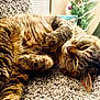 cat, tabby, feline, carpet, indoor, relaxed, resting, whiskers, fur, paw, christmas_tree, holiday, decor, cozy, cute, pet, animal, sleepy, closeup, home