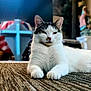 cat, animal, pet, indoor, carpet, white, gray, relaxed, feline, cute, mammal, whiskers, paws, resting, home, blurred_background, fur, domestic, cozy, living_room