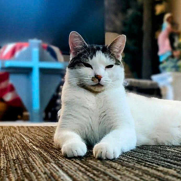 Cardi Flay joined the competition — help win amazing prizes! animal, blurred_background, carpet, cat, cozy, cute, domestic, feline, fur, gray, home, indoor, living_room, mammal, paws, pet, relaxed, resting, whiskers, white