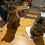 Mistigris Et Junior a rejoint le concours — aidez-le/la à gagner de superbes lots ! cat, tabby_cat, table, wooden_table, indoor, shadow, paper, chair, basket, floor, tile_floor, furniture, pet, animal, domestic_animal, resting, sitting, relaxed, two_cats, cozy