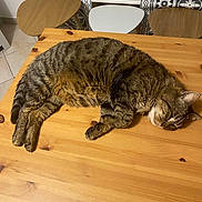 Mistigris Et Junior a rejoint le concours — aidez-le/la à gagner de superbes lots ! cat, tabby, sleeping, wooden_table, indoor, feline, pet, resting, fur, striped, home, cozy, quiet, relaxed, animal, domestic, floor_tiles, chair, table, napping