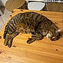 cat, tabby, sleeping, wooden_table, indoor, feline, pet, resting, fur, striped, home, cozy, quiet, relaxed, animal, domestic, floor_tiles, chair, table, napping