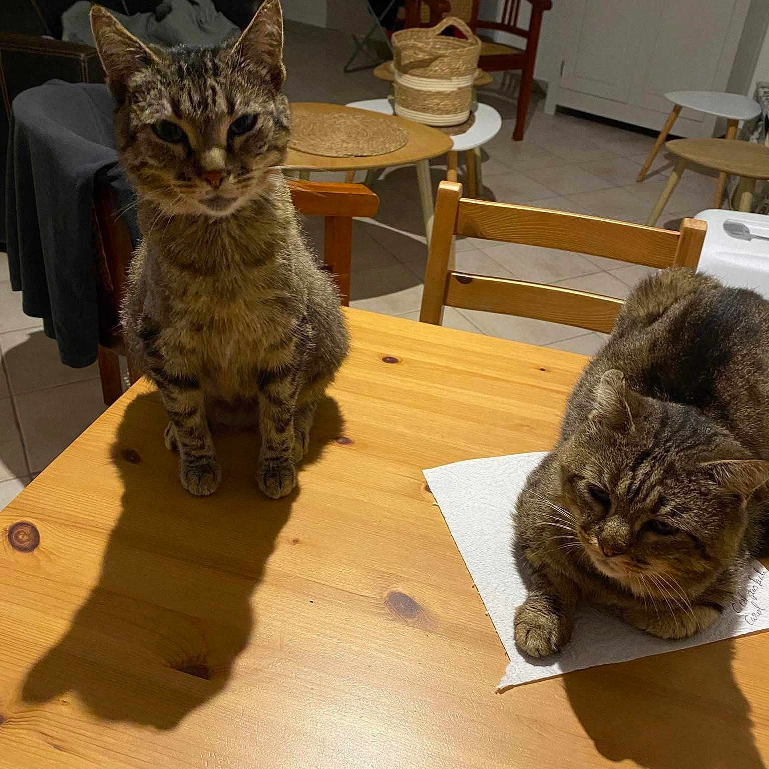 Mistigris Et Junior participe au concours pour gagner de l'argent avec cette photo : animal, basket, cat, chair, cozy, domestic_animal, floor, furniture, indoor, paper, pet, relaxed, resting, shadow, sitting, tabby_cat, table, tile_floor, two_cats, wooden_table