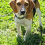 dog, beagle, pet, animal, grass, outdoor, sunlight, collar, leash, ears, brown, white, black, mammal, canine, curious, alert, nature, portrait, standing