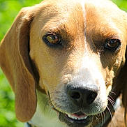 Bear is registered to the contest to win money with this photo: dog, close_up, animal, pet, outdoor, sunlight, brown_fur, black_nose, ears, face, canine, happy, nature, green_background, portrait, muzzle, whiskers, friendly, daylight, domestic