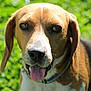 Bear joined the competition — help win amazing prizes! dog, beagle, tongue_out, close_up, outdoor, green_background, pet, animal, happy, ears, collar, face, fur, canine, nature, daylight, portrait, looking_at_camera, summer, friendly