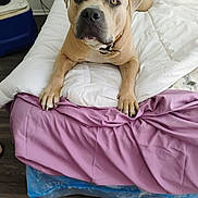 Maximus is registered to the contest to win money with this photo: animal, bed, bedding, blanket, canine, collar, cute, dog, domestic_animal, ears, floor, furniture, indoor, looking_at_camera, paws, pet, purple, resting, white, wood_floor