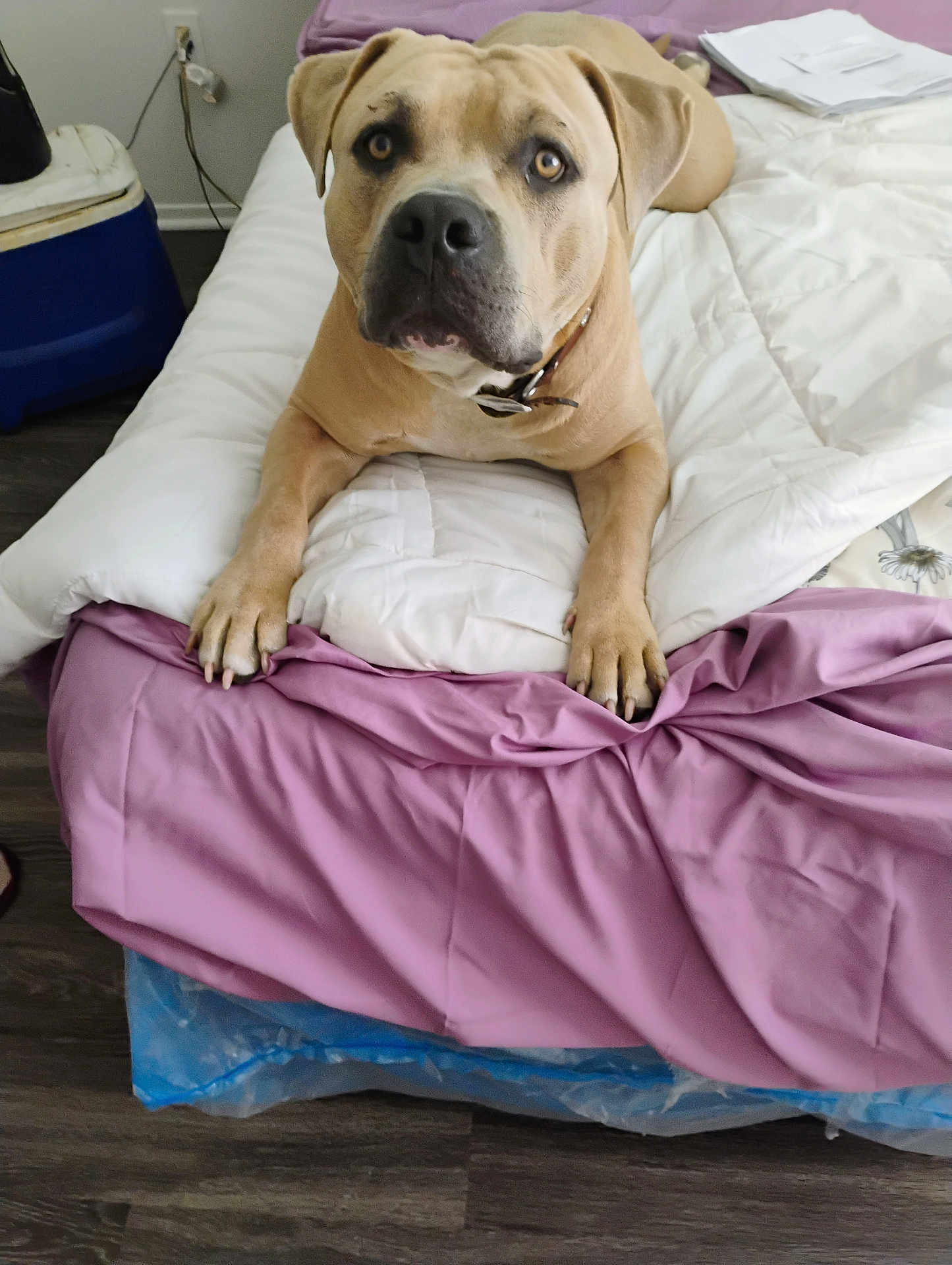 Maximus