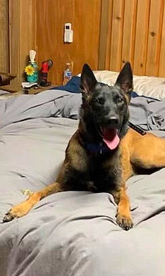 Iceman is registered to the contest to win money with this photo: canidae, carnivore, comfort, companion_dog, dog, dog_breed, east_european_shepherd, fawn, flooring, fur, german_shepherd_dog, guard_dog, herding_dog, king_shepherd, old_german_shepherd_dog, room, snout, sporting_group, working_animal, working_dog