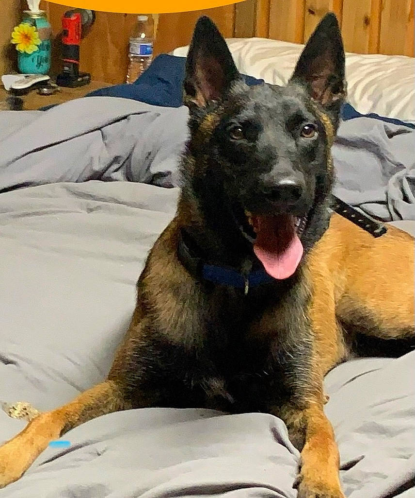 Iceman is registered to the contest to win money with this photo: belgian_shepherd_malinois, canidae, carnivore, comfort, companion_dog, dog, dog_breed, east_european_shepherd, fawn, fur, german_shepherd_dog, guard_dog, herding_dog, king_shepherd, old_german_shepherd_dog, snout, sporting_group, working_animal, working_dog