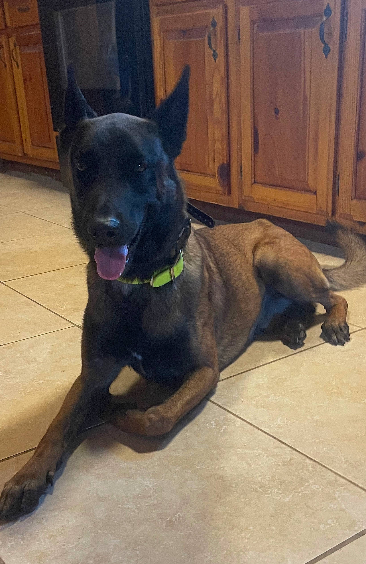 Iceman is registered to the contest to win money with this photo: cabinetry, canidae, carnivore, collar, companion_dog, dog, dog_breed, dog_collar, dog_supply, door, fawn, flooring, guard_dog, liver, pet_supply, tail, whiskers, window, wood, working_animal