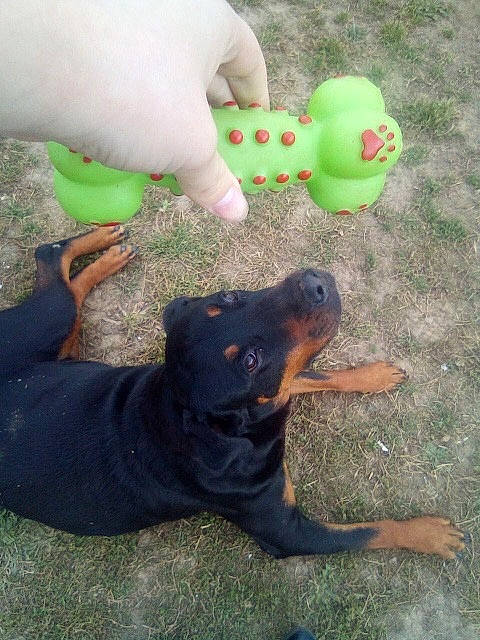 Rosie is registered to the contest to win money with this photo: canidae, carnivore, dog, dog_breed, dog_toy, guard_dog, rottweiler, vertebrate, working_dog