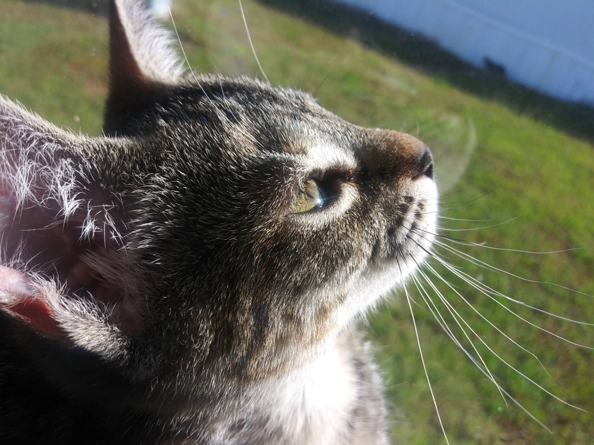 Cali joined the competition — help win amazing prizes! carnivore, cat, close_up, domestic_short_haired_cat, felidae, fur, grass, photography, small_to_medium_sized_cats, snout, whiskers