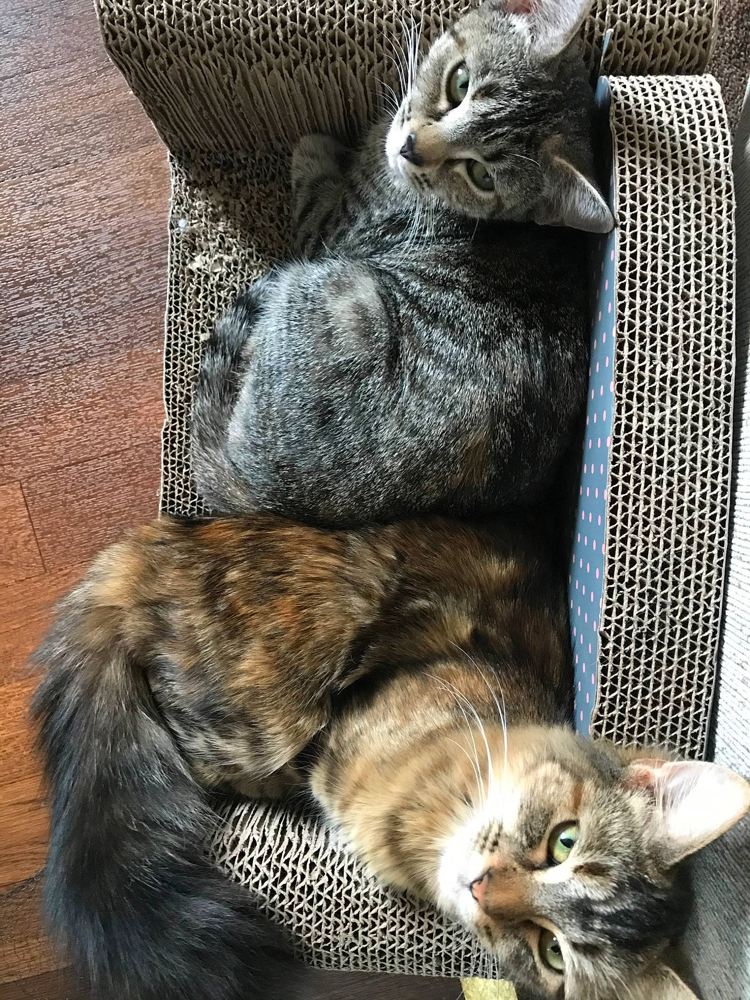 Cali joined the competition — help win amazing prizes! american_shorthair, asian, british_semi_longhair, carnivore, cat, domestic_short_haired_cat, dragon_li, european_shorthair, felidae, fur, kitten, maine_coon, mammal, norwegian_forest_cat, pixie_bob, polydactyl_cat, small_to_medium_sized_cats, tabby_cat, vertebrate, whiskers