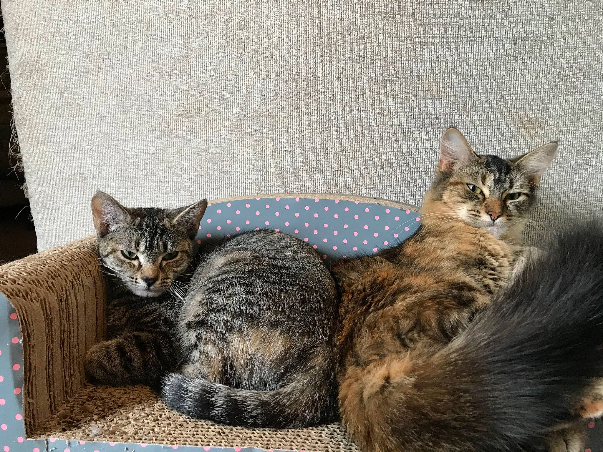 Cali is registered to the contest to win money with this photo: aegean_cat, american_wirehair, asian, australian_mist, california_spangled, carnivore, cat, domestic_short_haired_cat, dragon_li, european_shorthair, felidae, kitten, mammal, ocicat, pixie_bob, small_to_medium_sized_cats, tabby_cat, vertebrate, whiskers, wild_cat