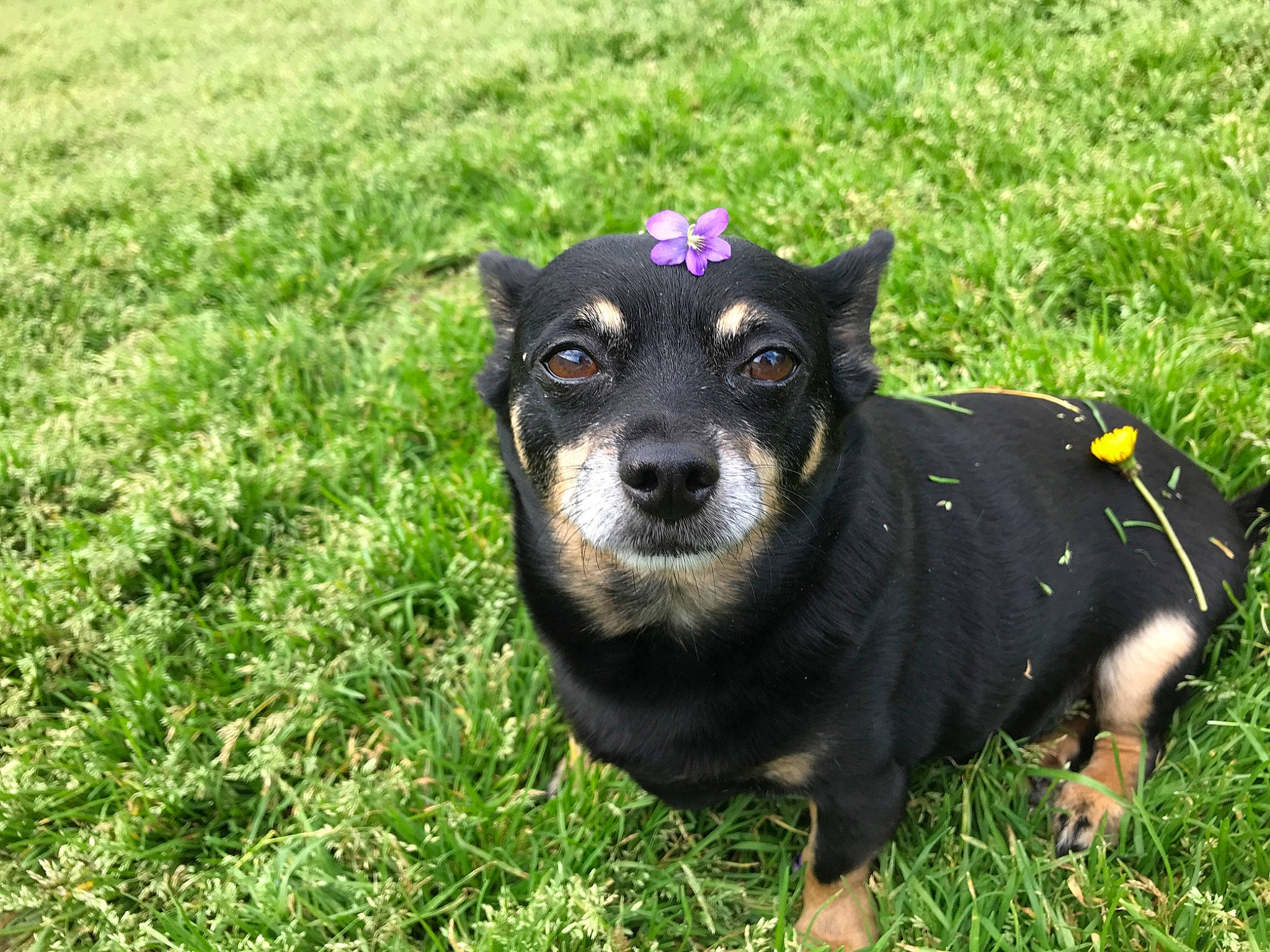 Chauncey is registered to the contest to win money with this photo: australian_kelpie, black_and_tan_terrier, canidae, carnivore, companion_dog, dog, dog_breed, flower, grass, lancashire_heeler, mammal, manchester_terrier, miniature_pinscher, plant, puppy, snout, sporting_group