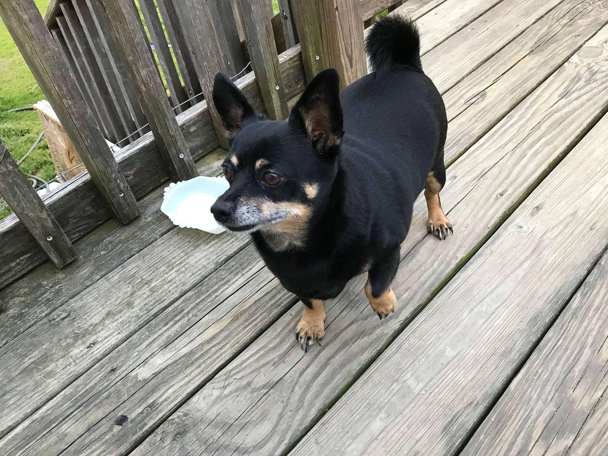 Chauncey is registered to the contest to win money with this photo: canidae, carnivore, chihuahua, companion_dog, dog, dog_breed, english_toy_terrier, german_pinscher, lancashire_heeler, mammal, miniature_pinscher, pinscher, prazsky_krysarik, puppy, snout, toy_dog