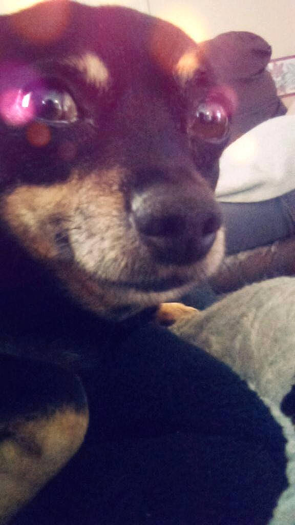 Chauncey is registered to the contest to win money with this photo: canidae, carnivore, companion_dog, dog, dog_breed, ear, mammal, miniature_pinscher, nose, puppy, sky, snout, toy_dog