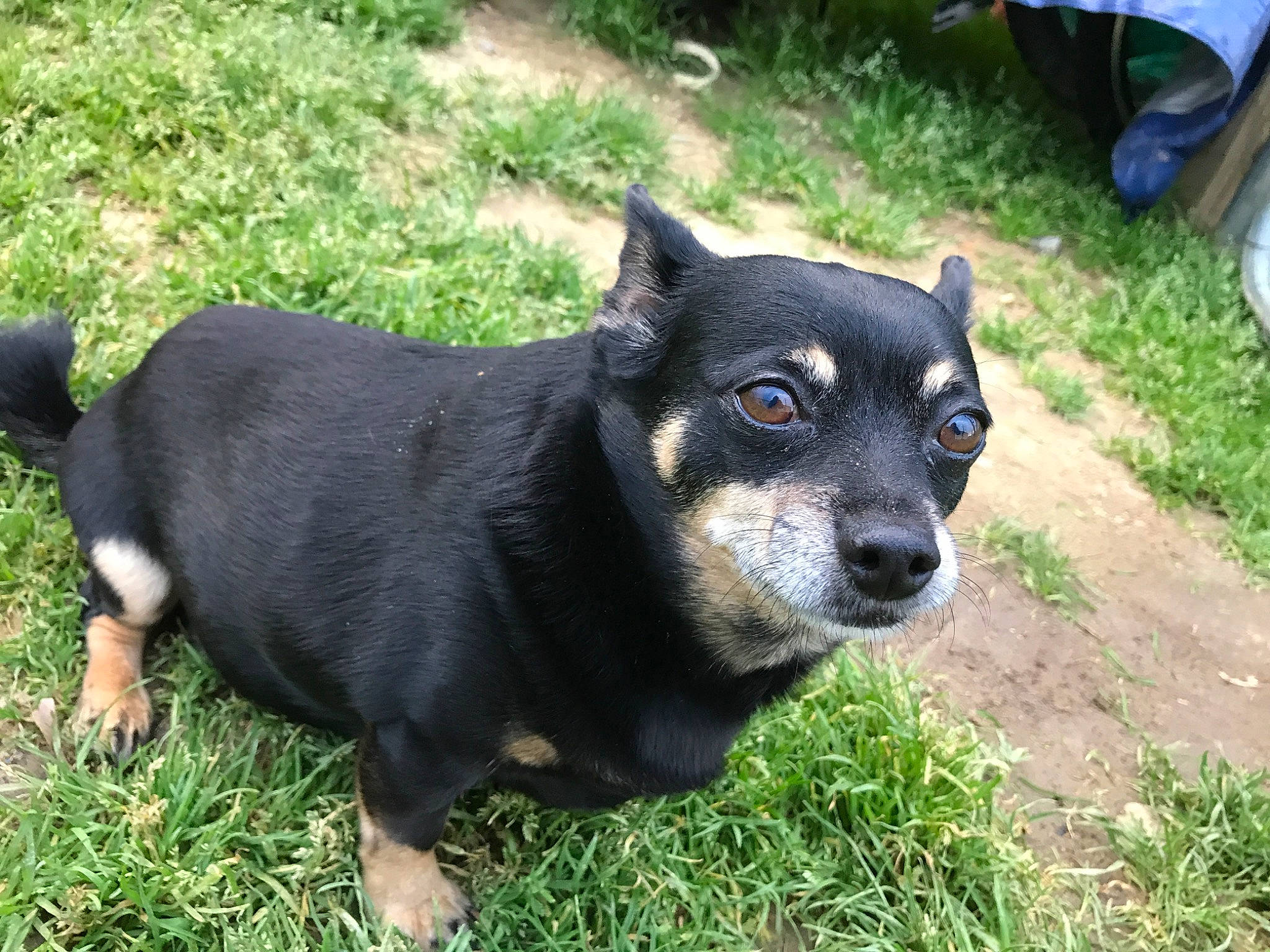 Chauncey joined the competition — help win amazing prizes! black_and_tan_terrier, canidae, carnivore, companion_dog, dog, dog_breed, grass, lancashire_heeler, mammal, miniature_pinscher, pinscher, puppy, rare_breed_dog, snout, sporting_group, vertebrate