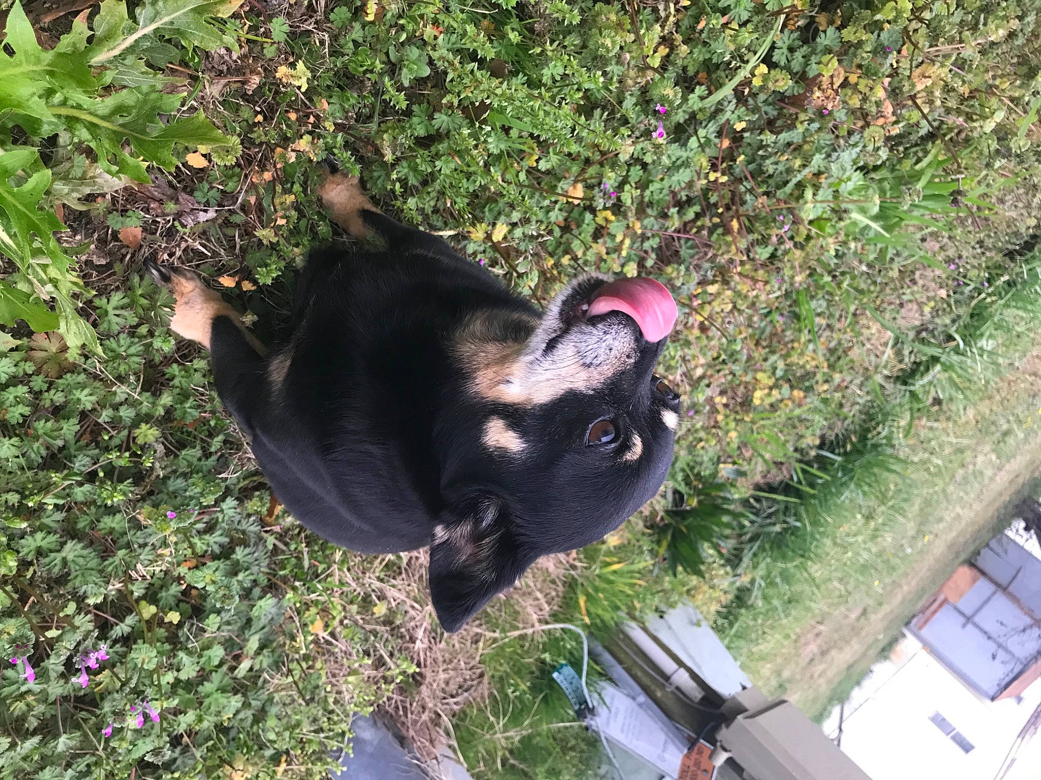 Chauncey joined the competition — help win amazing prizes! canidae, carnivore, collar, companion_dog, dog, dog_breed, fawn, fur, grass, groundcover, non_sporting_group, plant, shrub, snout, sporting_group, tail, terrestrial_animal, toy_dog, working_animal, working_dog