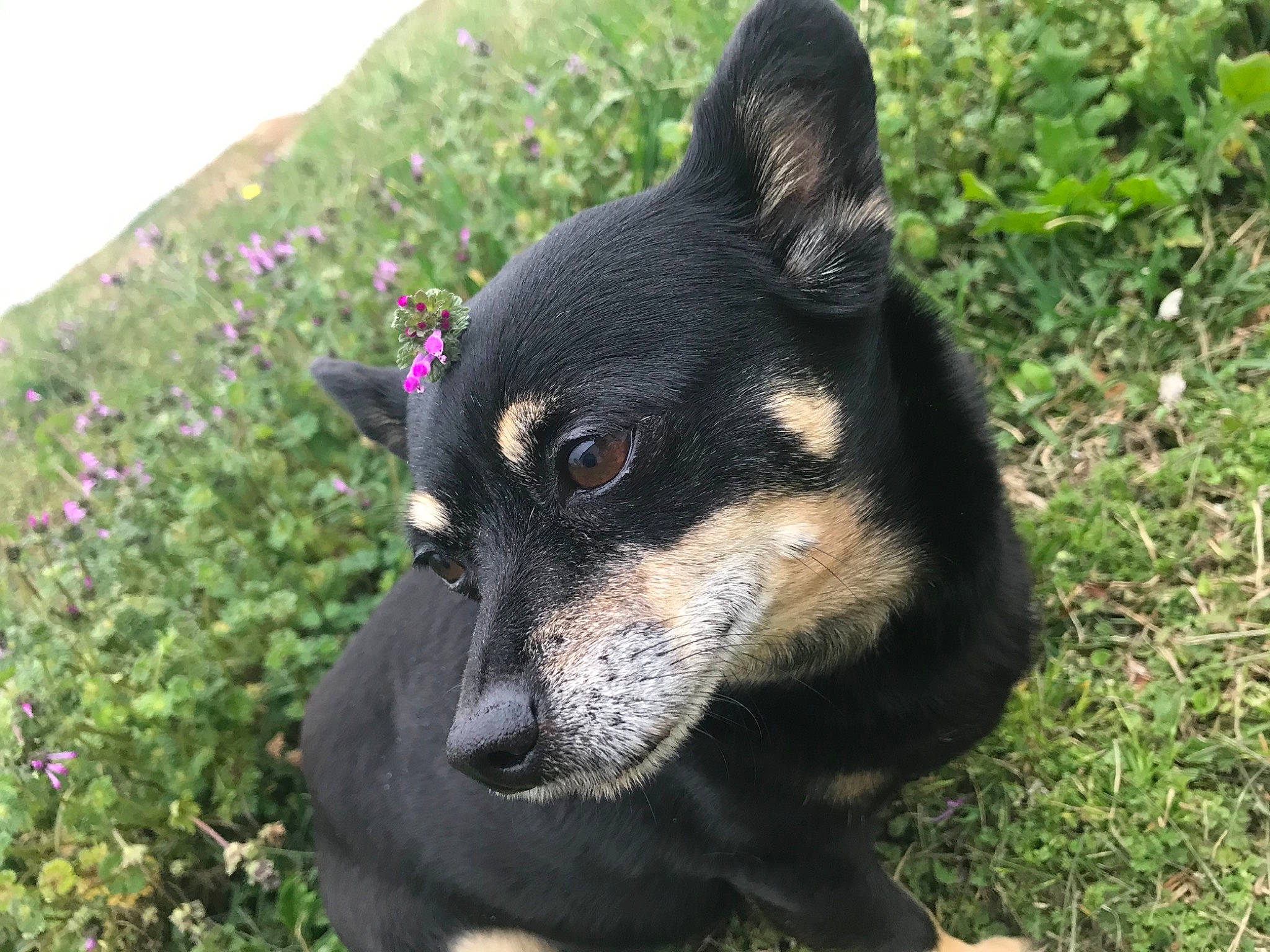 Chauncey is registered to the contest to win money with this photo: canidae, carnivore, companion_dog, dog, dog_breed, fawn, flower, grass, guard_dog, pinscher, plant, puppy, snout, sporting_group, terrestrial_animal, terrier, toy_dog, whiskers, working_animal, working_dog