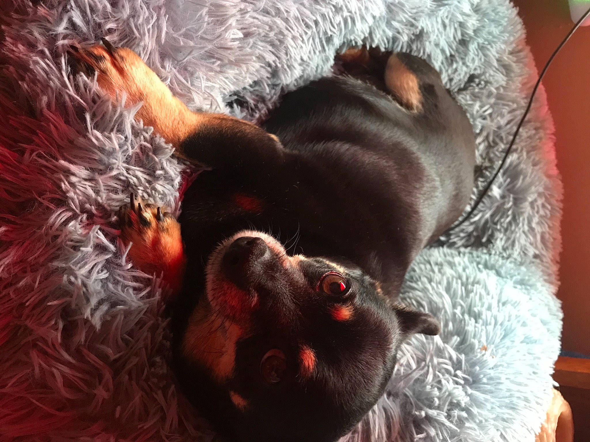 Chauncey is registered to the contest to win money with this photo: canidae, carnivore, claw, comfort, companion_dog, dog, dog_breed, ear, fawn, fur, liver, nap, paw, sleep, snout, sporting_group, tail, terrestrial_animal, whiskers, working_animal