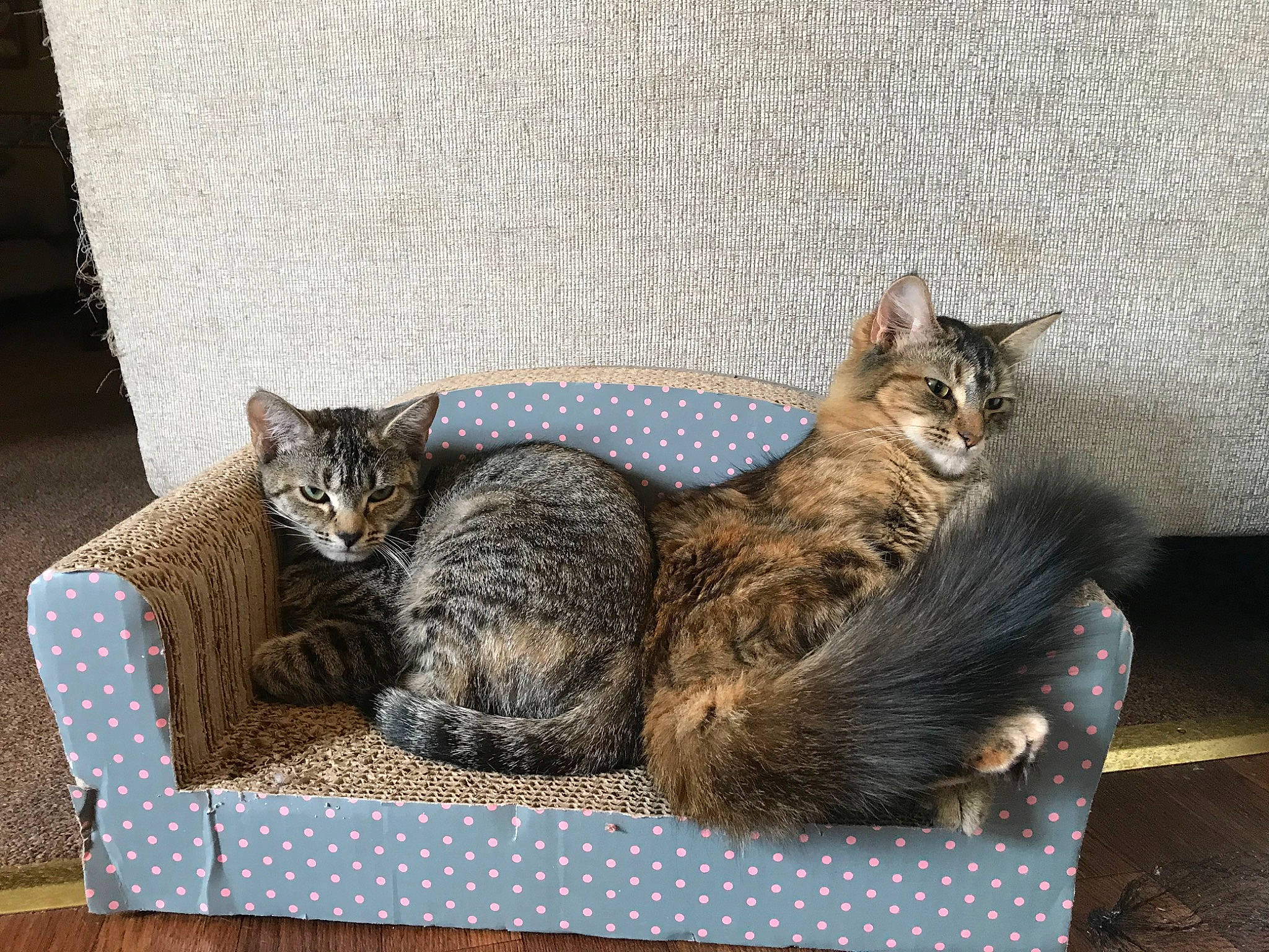 Binx joined the competition — help win amazing prizes! american_shorthair, asian, australian_mist, california_spangled, carnivore, cat, domestic_short_haired_cat, dragon_li, egyptian_mau, european_shorthair, felidae, fur, kitten, mammal, ocicat, pixie_bob, small_to_medium_sized_cats, tabby_cat, vertebrate, whiskers