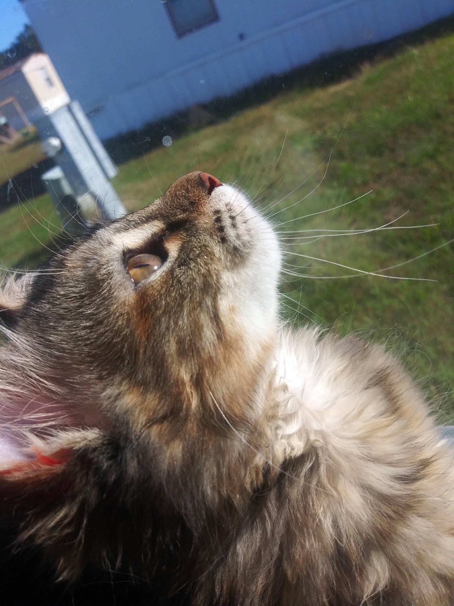 Binx is registered to the contest to win money with this photo: carnivore, cat, domestic_long_haired_cat, ear, felidae, fur, grass, small_to_medium_sized_cats, snout, tail, whiskers